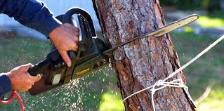 How Our Tree Care Process Works  in  Lodi, NJ