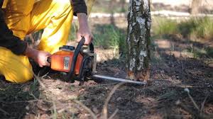 Best Commercial Tree Services  in Lodi, NJ