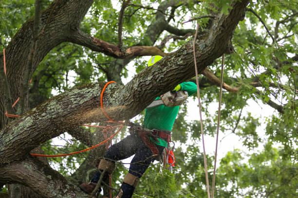 Best Storm Damage Tree Cleanup  in Lodi, NJ