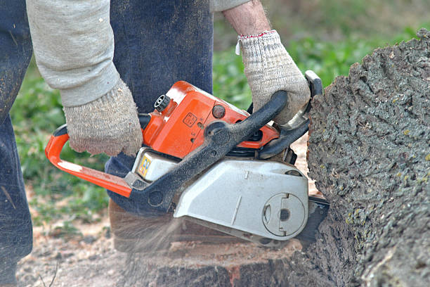 Best Palm Tree Trimming  in Lodi, NJ