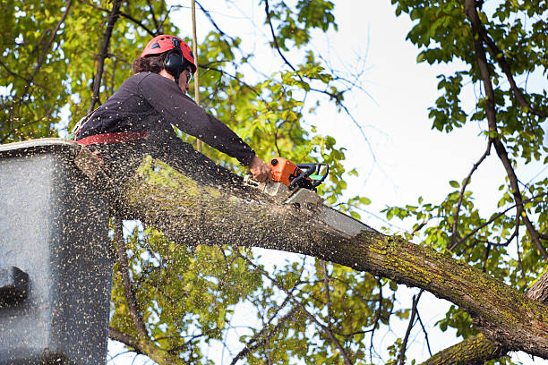  Lodi, NJ Tree Care Pros