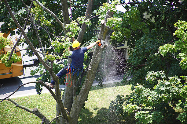 Best Stump Grinding and Removal  in Lodi, NJ