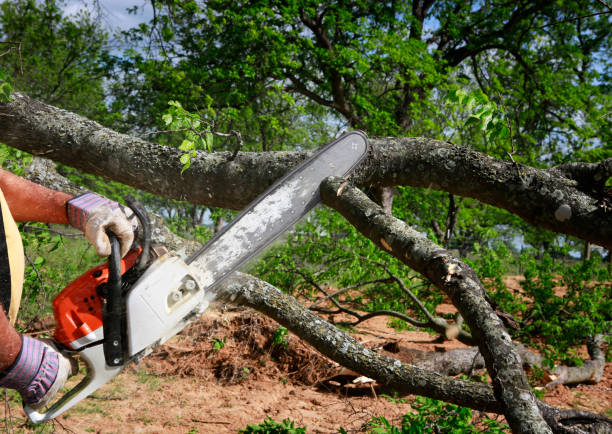 Best Root Management and Removal  in Lodi, NJ