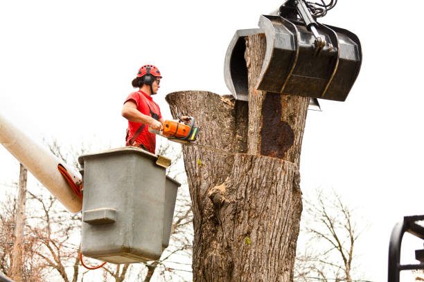 Best Lot and Land Clearing  in Lodi, NJ