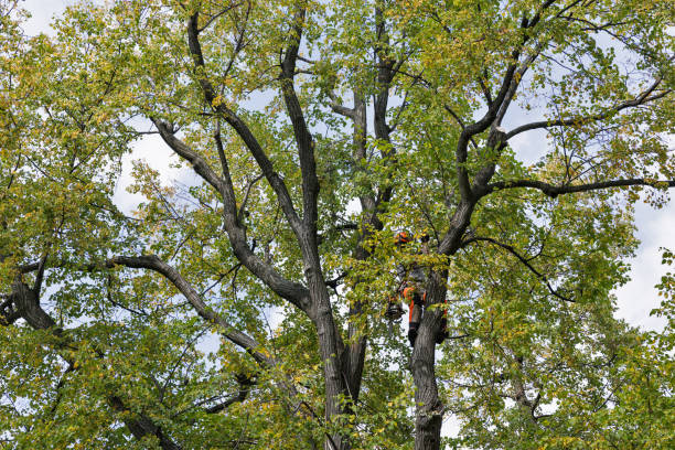 Trusted Lodi, NJ Tree Care Experts